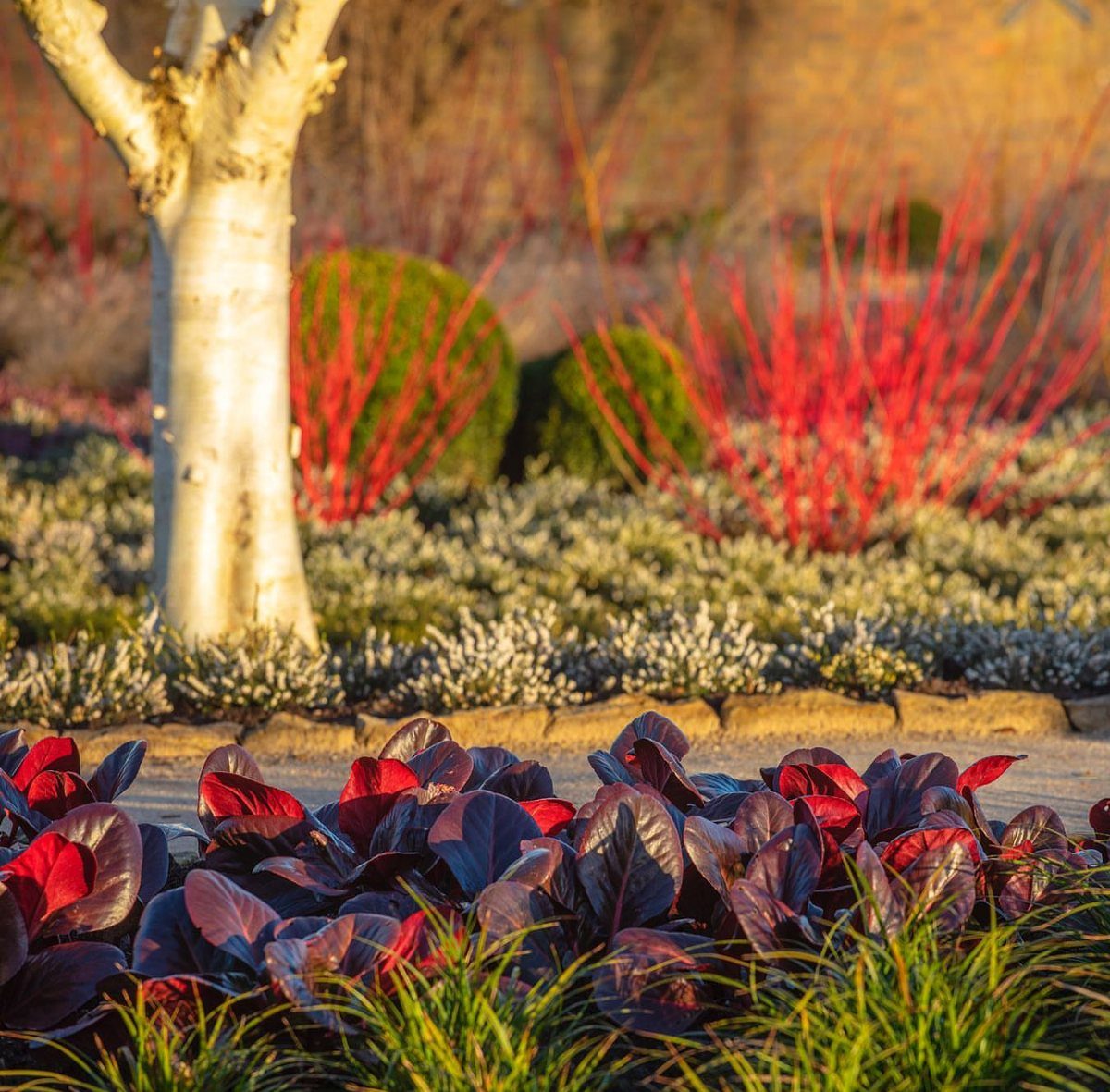 Winter garden with white bark tree, red dogwood stems, and purple foliage plants.