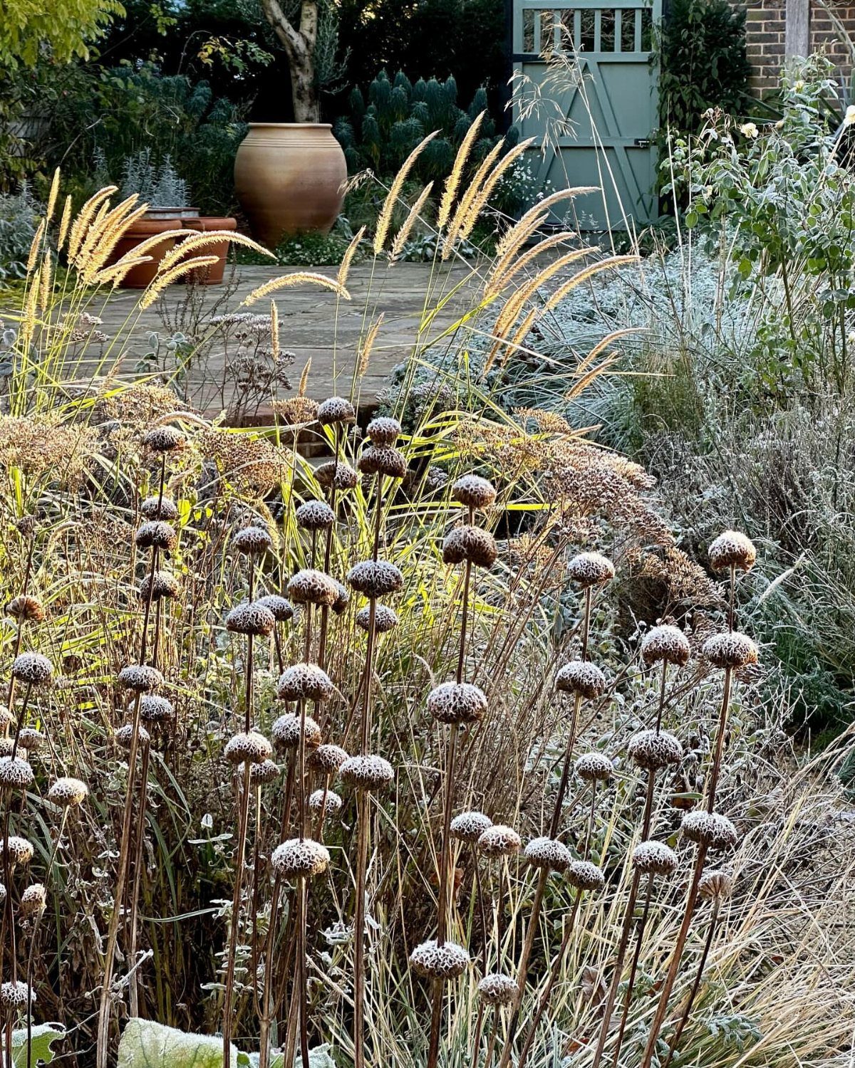 Dried brown seed heads and ornamental grasses in a winter garden setting.