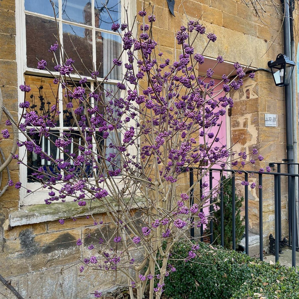 Purple berry shrub growing against a stone wall with a pink door.