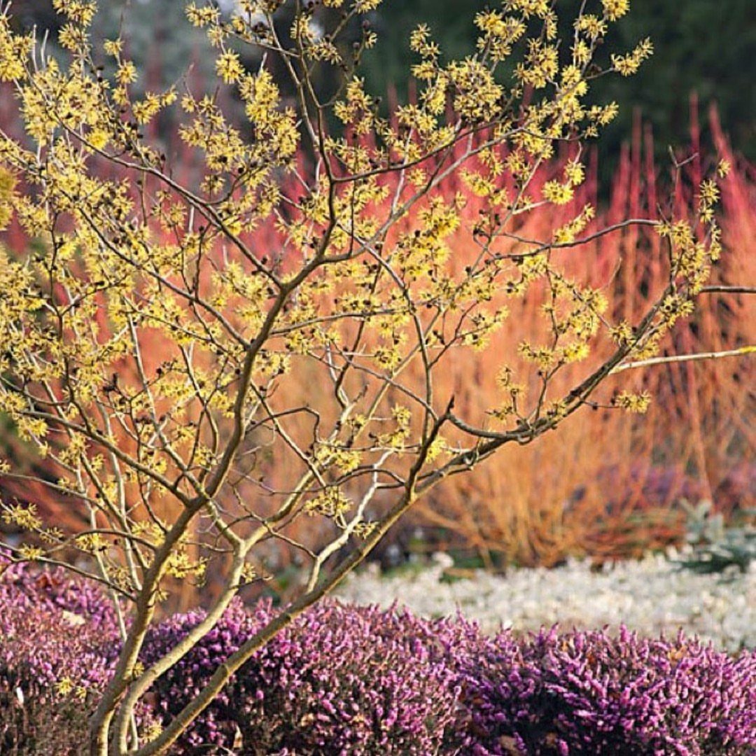 Yellow flowering shrub and purple heather in a winter garden with orange grasses.