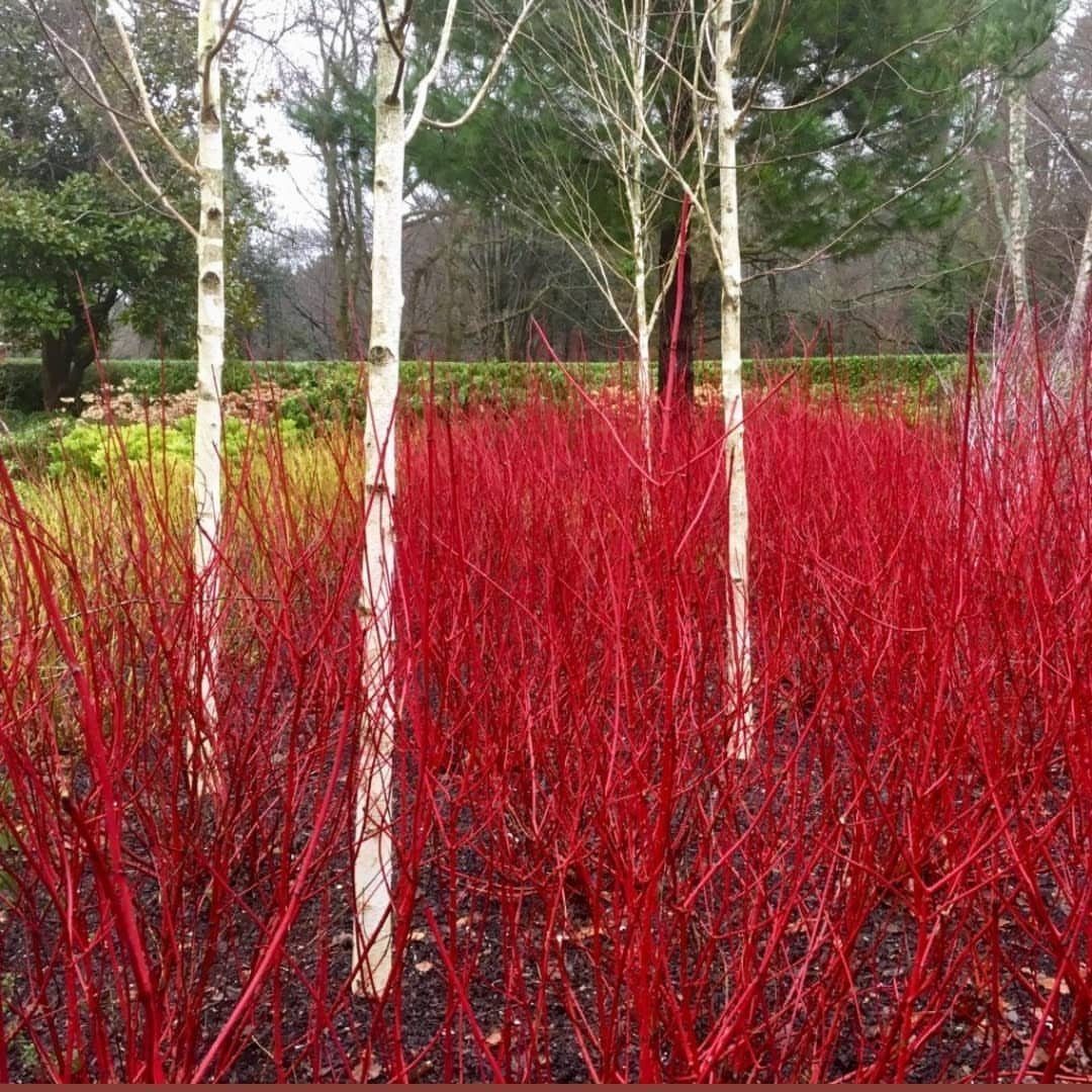 Bright red winter stems growing beneath white birch trees in a garden.