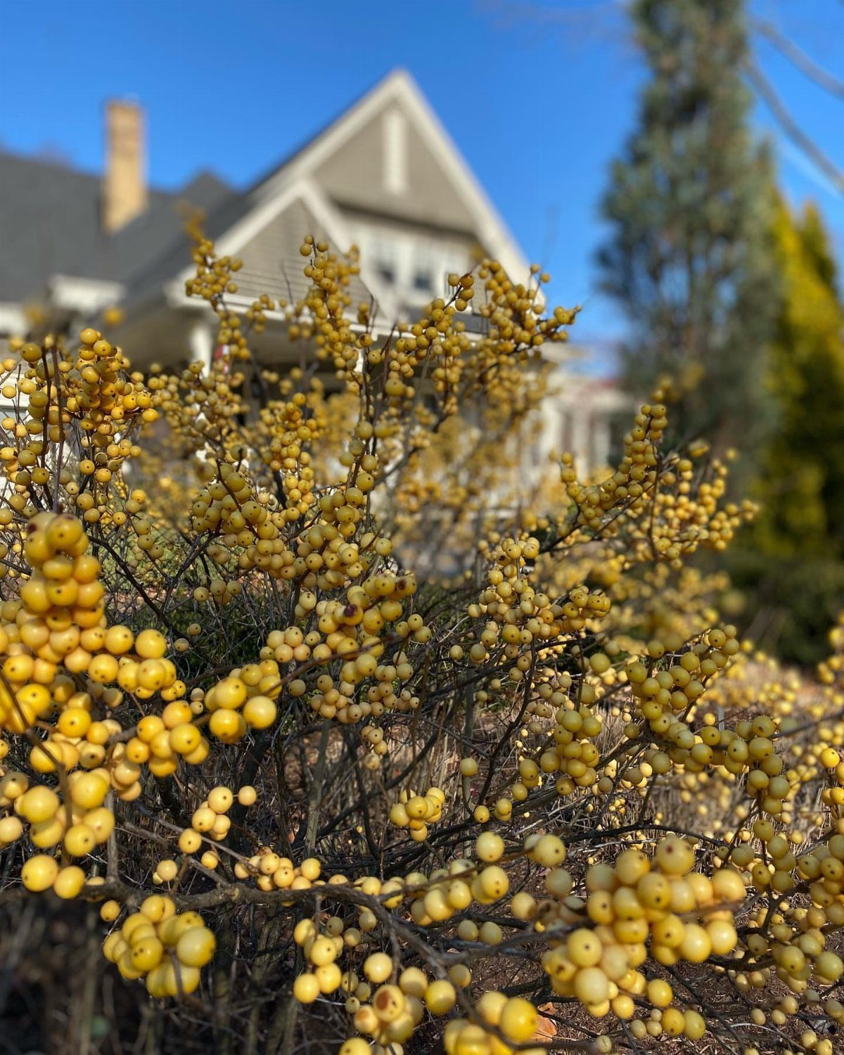 Yellow berries on a deciduous shrub in front of a blurred white house.