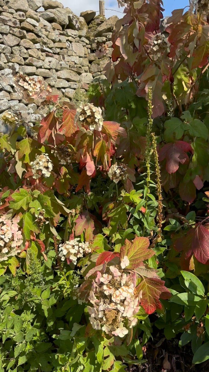 Dried white hydrangea flowers and autumn leaves against a grey stone wall.