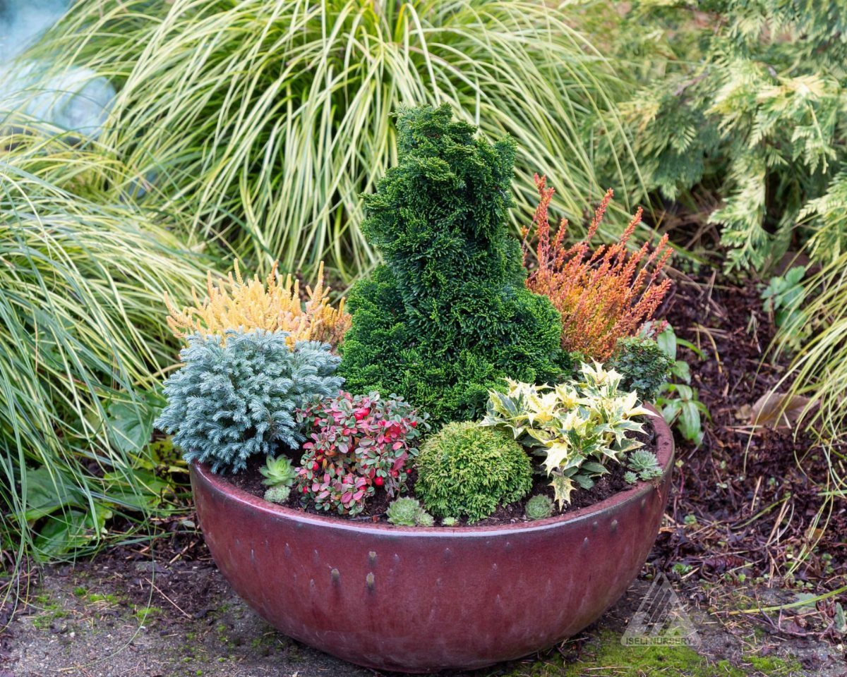 Assorted dwarf evergreen shrubs planted in a large reddish-brown ceramic garden pot.