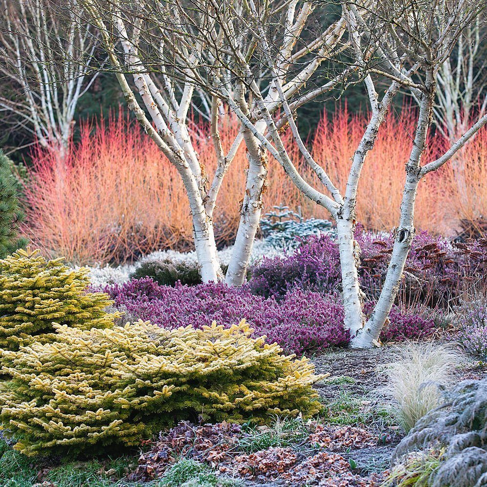 Purple heather and golden dwarf evergreens beneath white birch trees and red stems.