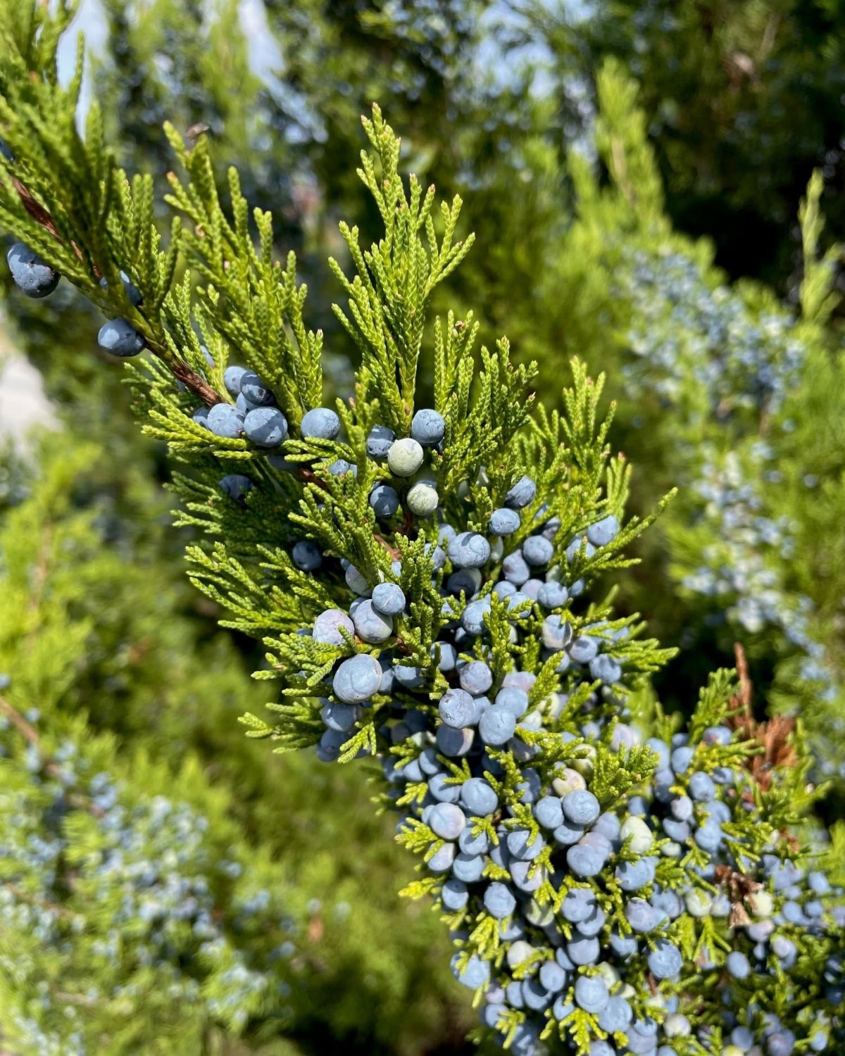 Juniper branch with vibrant green foliage and clusters of small blue berries.