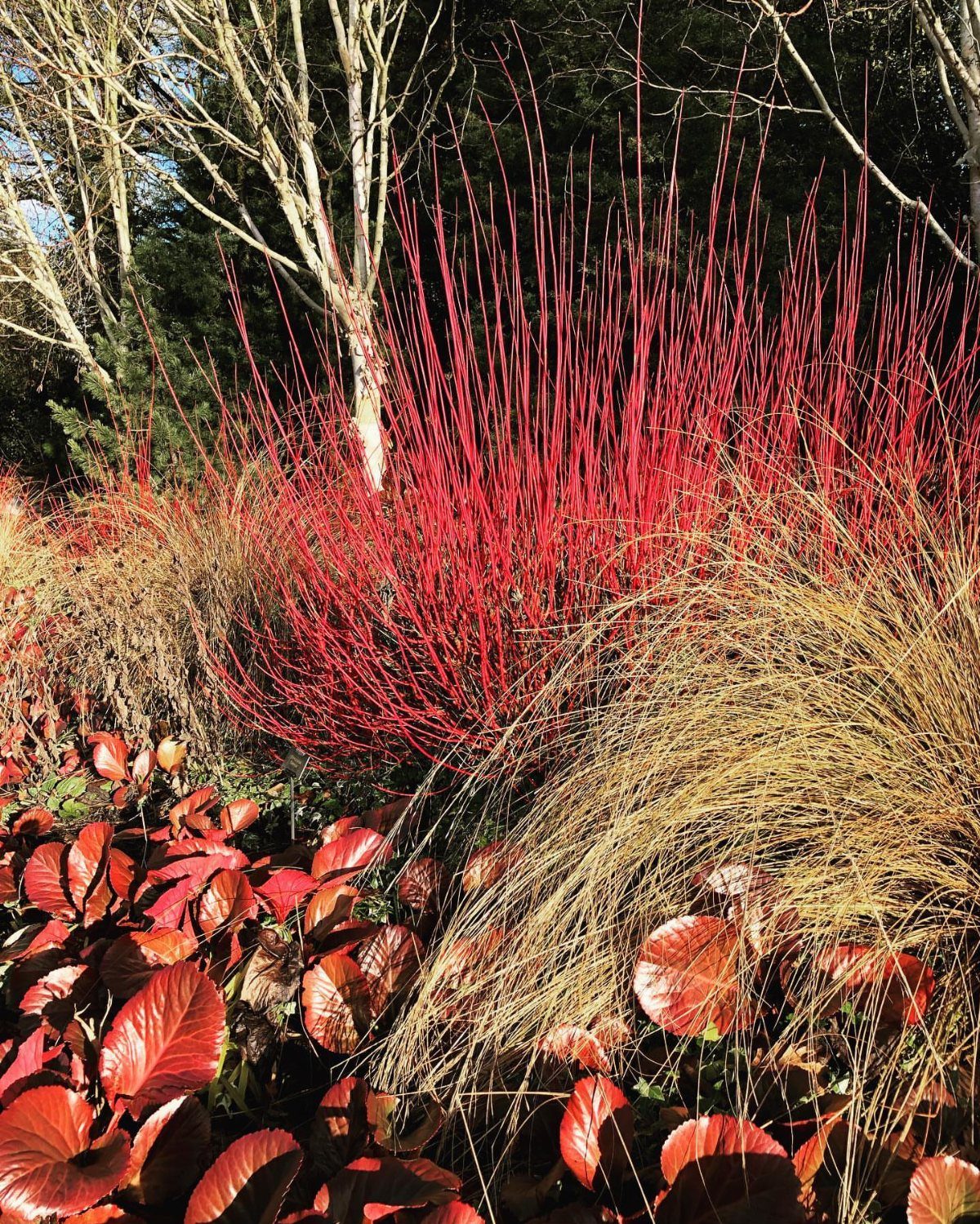 Maroon bergenia foliage and golden grasses with bright red winter stems in background.