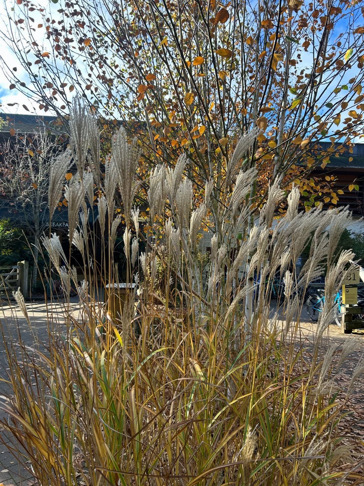 Tall ornamental grasses with fluffy seedheads in front of a yellow autumn tree.