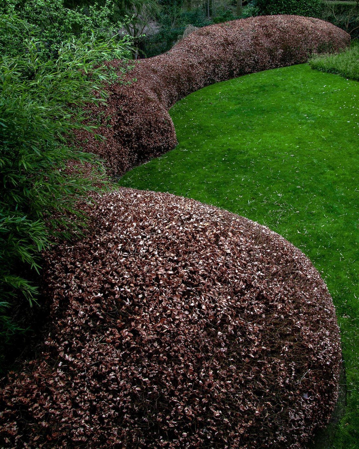 Curved brown leaf hedge bordering a lush green lawn in a winter garden.