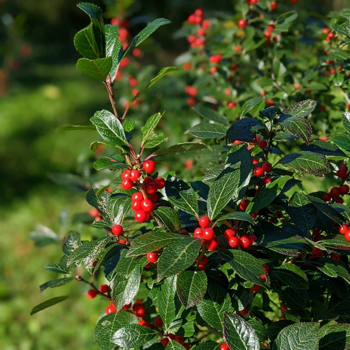 Shrub with glossy green leaves and clusters of bright red berries in a garden.