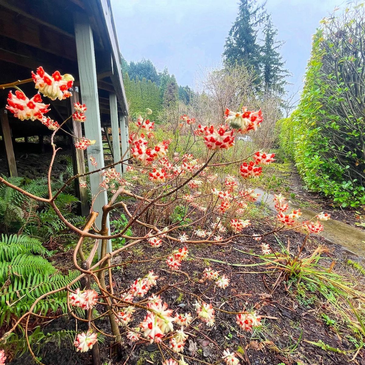 Flowering winter shrub with red and white blossoms next to a garden path.