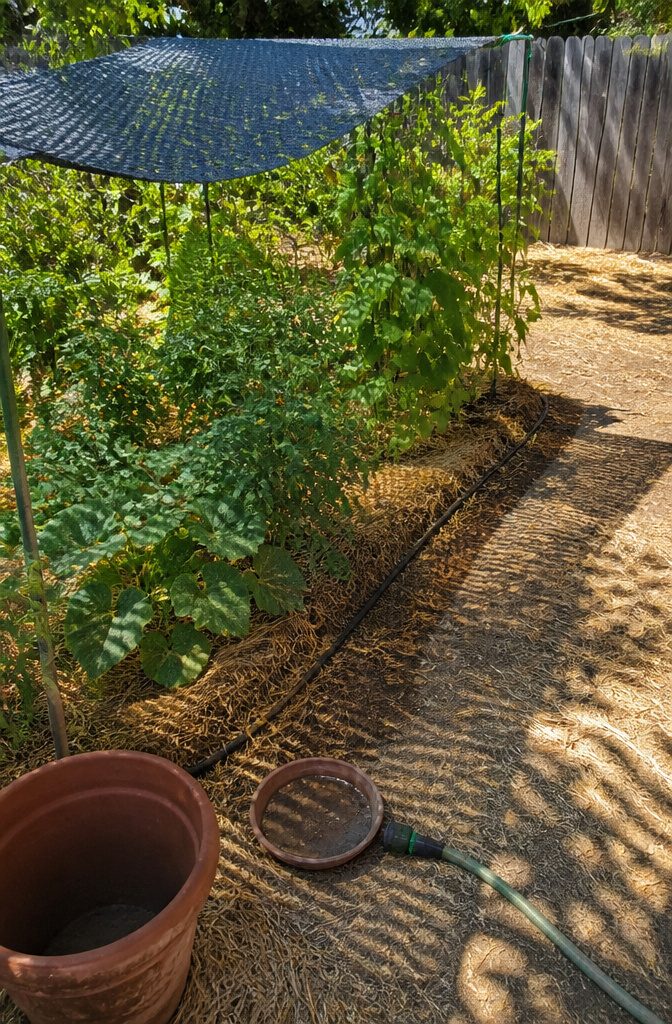 Soaker hose beneath straw mulch beside tomato plants beans and squash